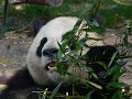 Pandas (012)